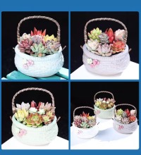 小花吊篮多肉植物组合 （三盆） - 趣味美观肉肉植物 基地直发