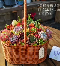 塑藤编手提花篮多肉组合 - 趣味美观的多肉植物 种好发货