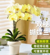 如意黄色系蝴蝶兰(2株) - 经典蝴蝶兰盆栽