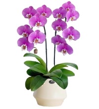 唯美心情 - 2枝蝴蝶兰组合