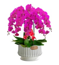 吉祥蝴蝶兰(6枝组合) - 花姿优雅，天生富贵，华丽至极