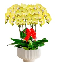 如意黄色系蝴蝶兰(6株) - 经典蝴蝶兰盆栽